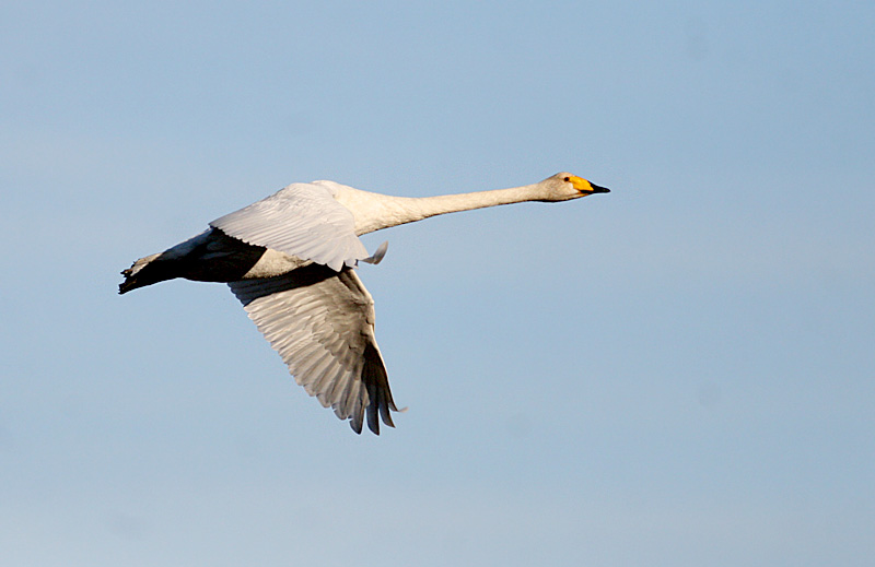 Whooper Swan (Sngsvan)