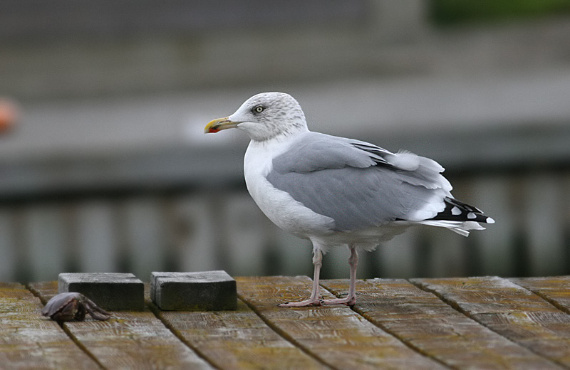 Herring Gull (Grtrut)