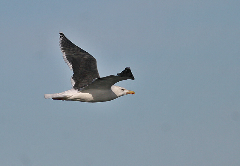 Greater Black-backed Gull (Havstrut)