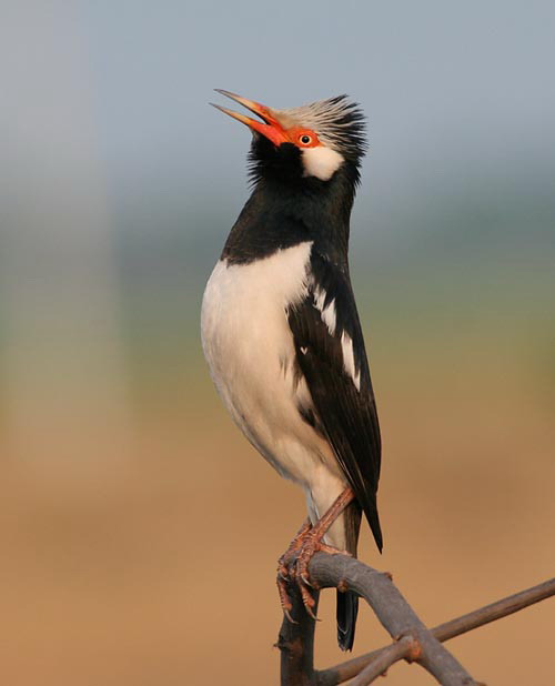 Asian Pied Starling