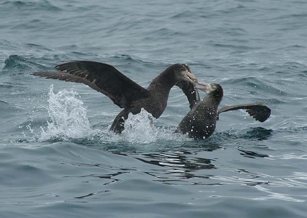 Northern Giant Petrels