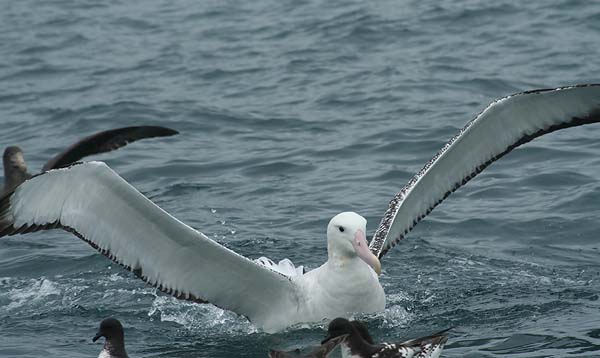 Snowy  (Wandering) Albatross