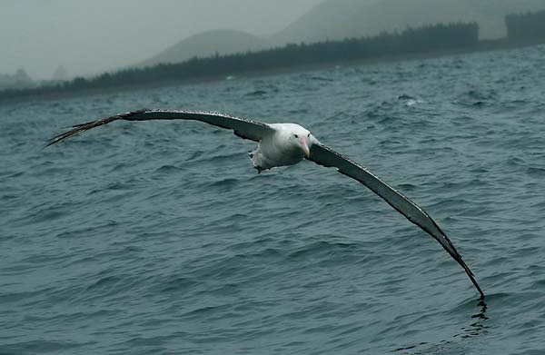 Snowy (Wandering) Albatross