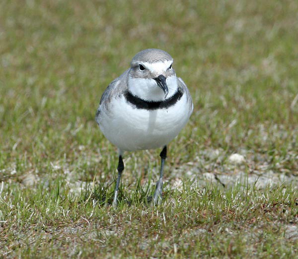 Wrybill