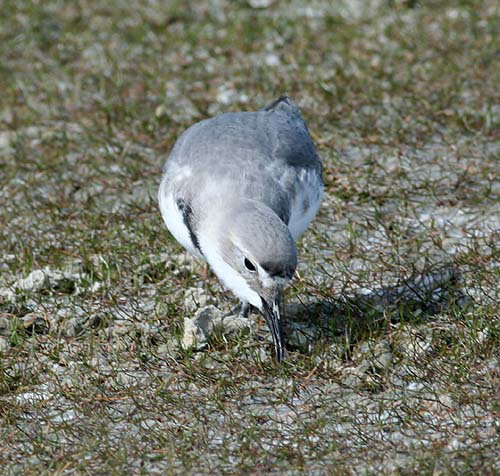 Wrybill