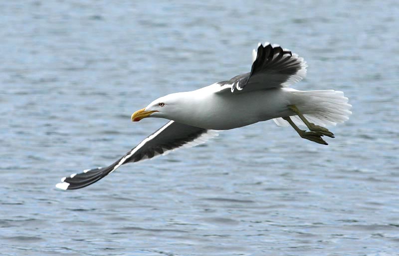 Southern Black-backed Gull