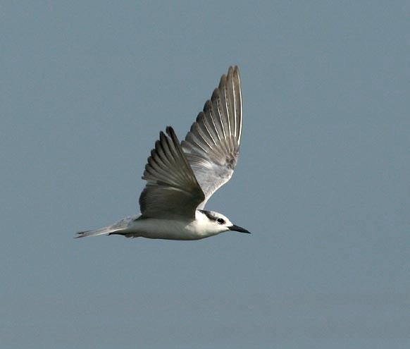 Whiskered Tern