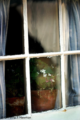 White Flowers -  Blue Curtains