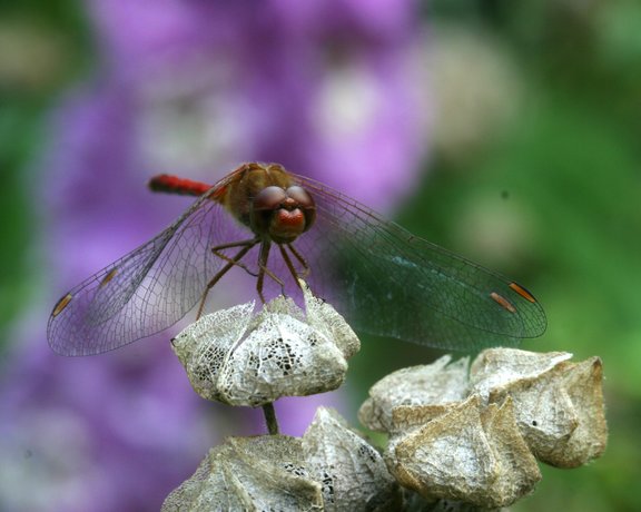 Red Dragonfly on Hollyhock seed pods