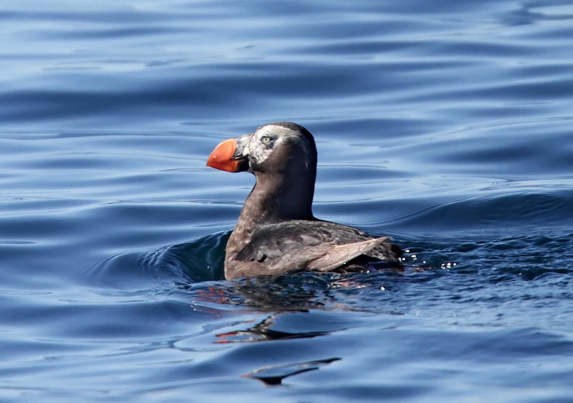 Tufted Puffin - non-breeding_0450.jpg