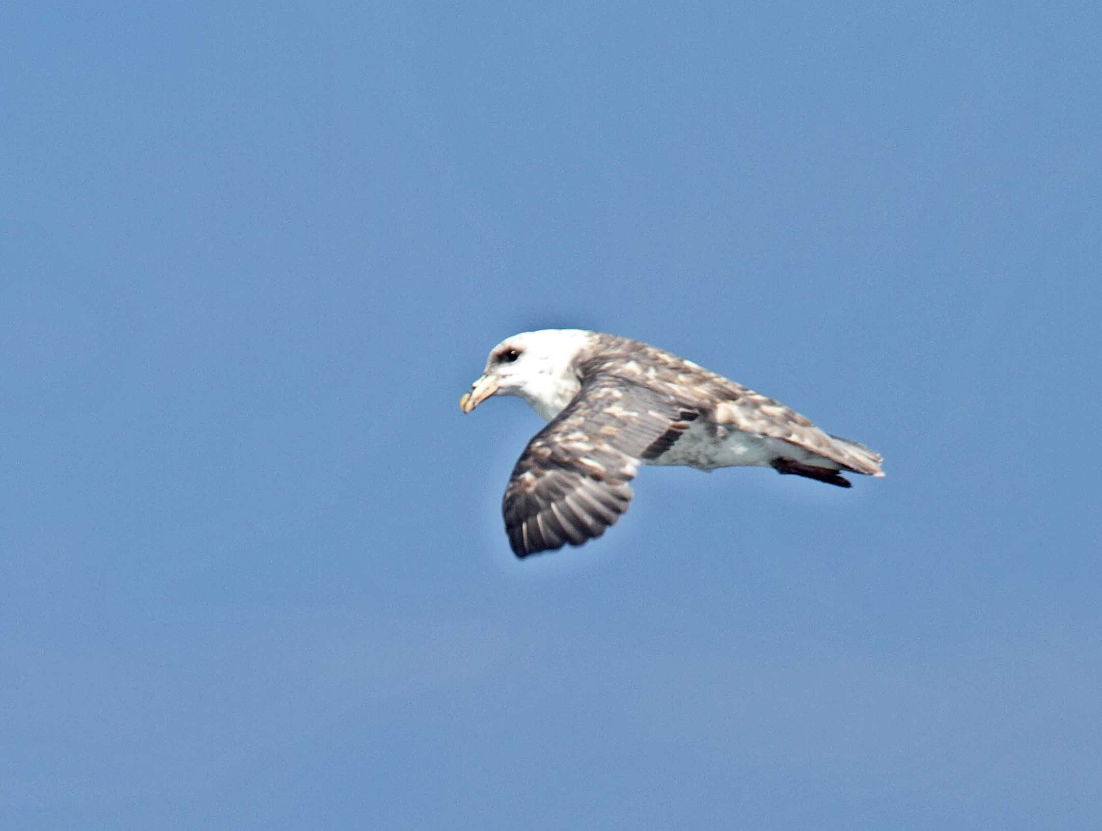 Northern Fulmar_1231.jpg