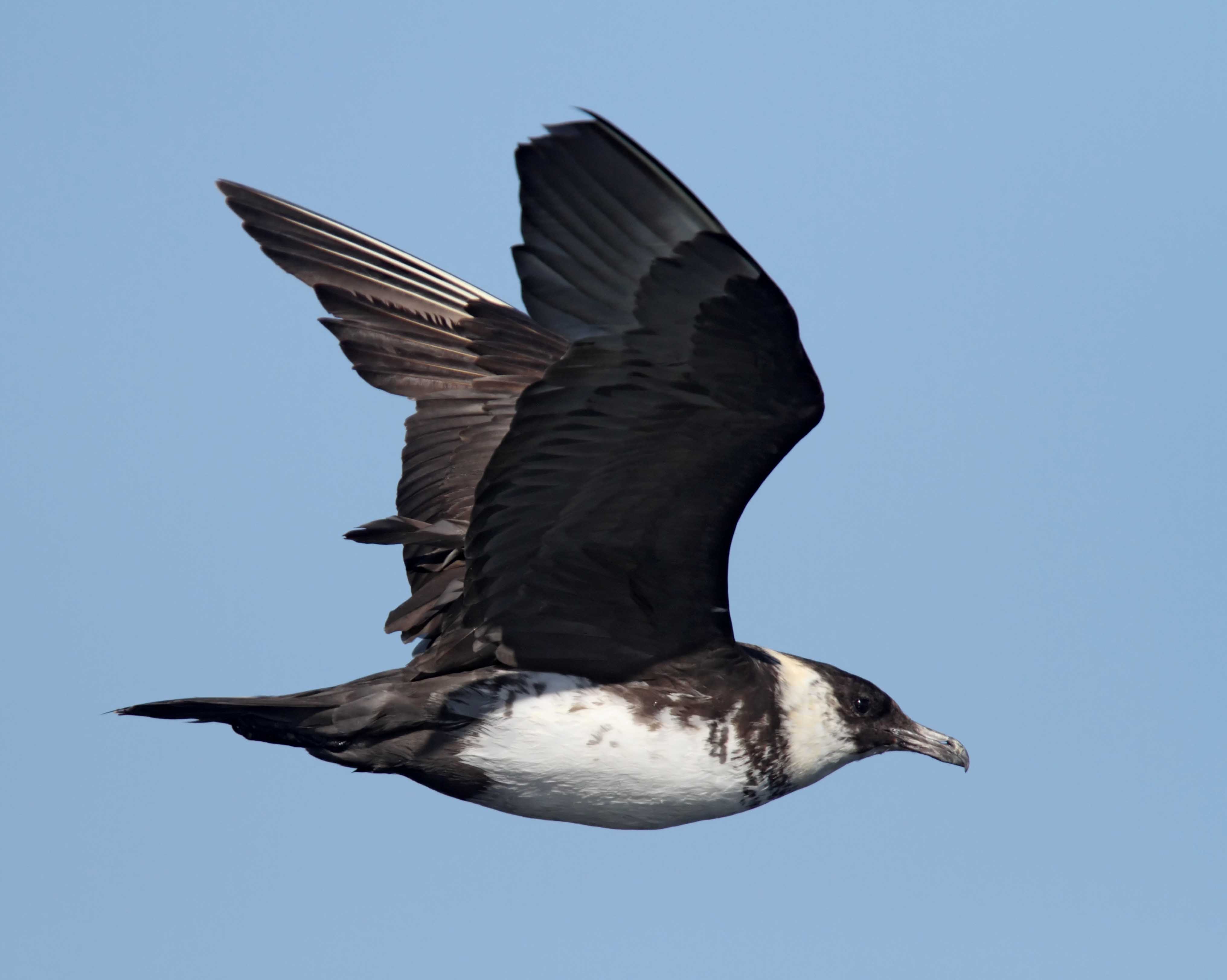 Pomarine Jaeger - adult non-breeding_0333.jpg