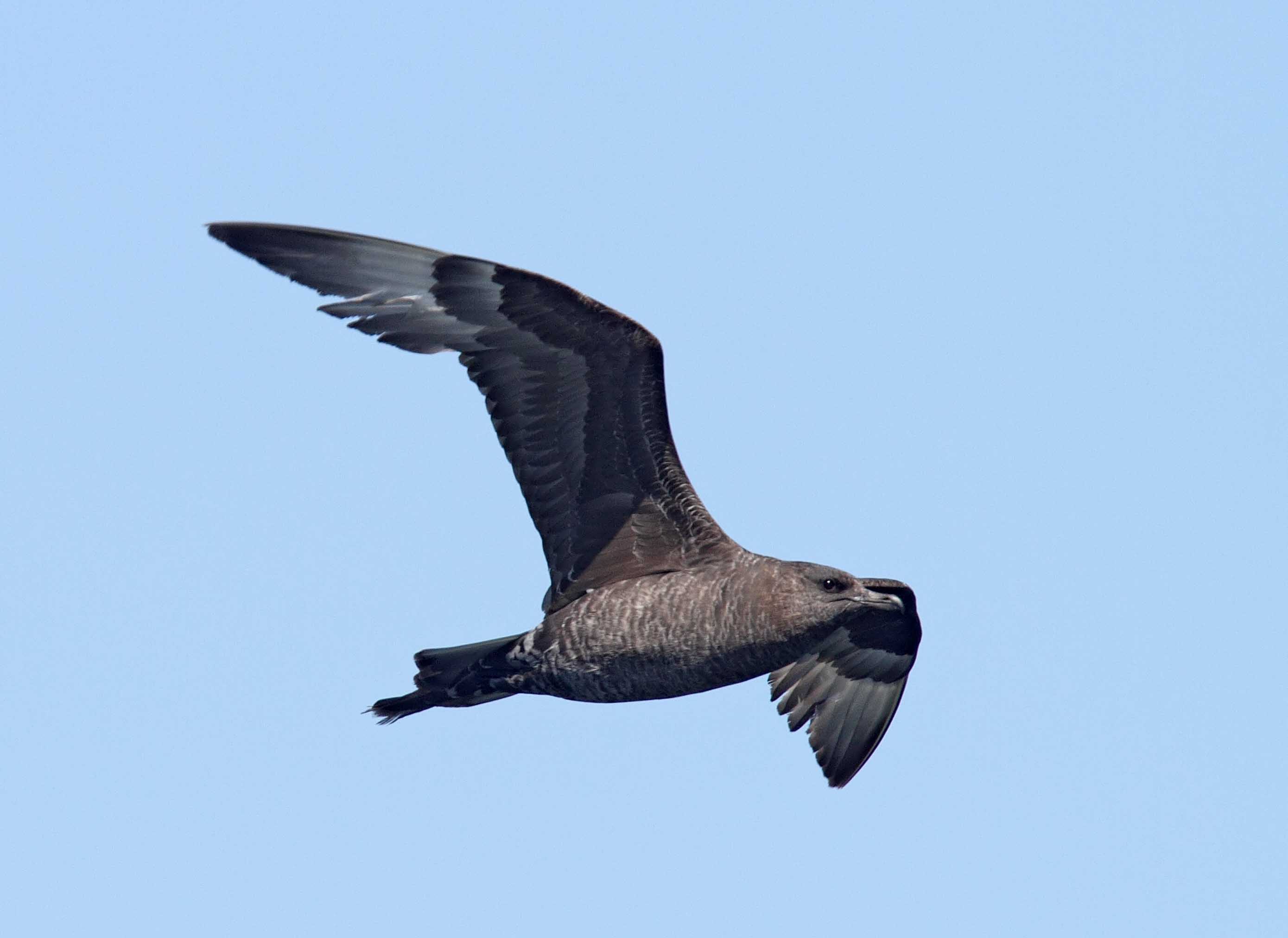 Pomarine Jaeger_1395.jpg