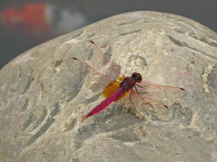 Hot pink dragonfly