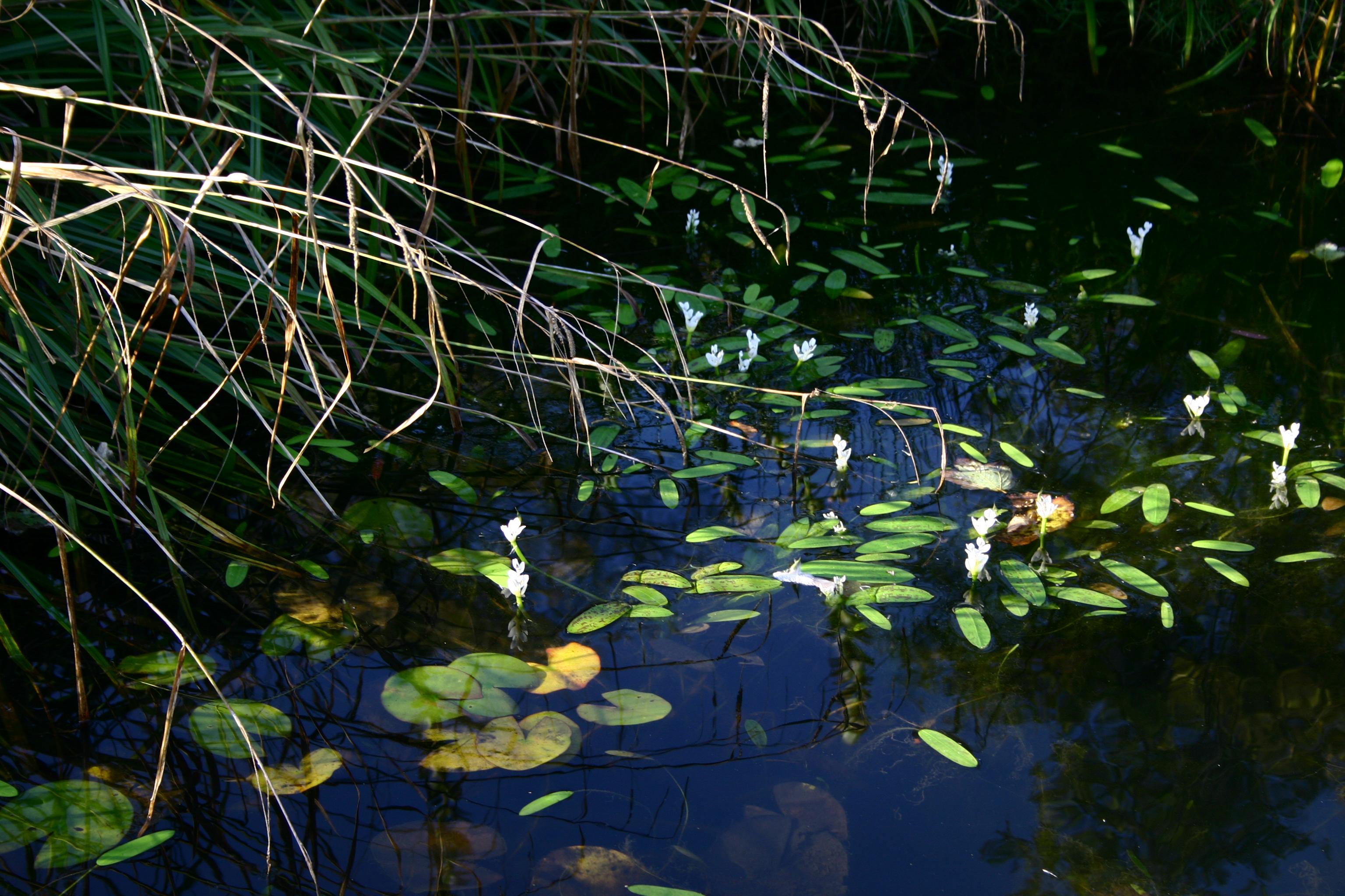 Pond Life at The Pines