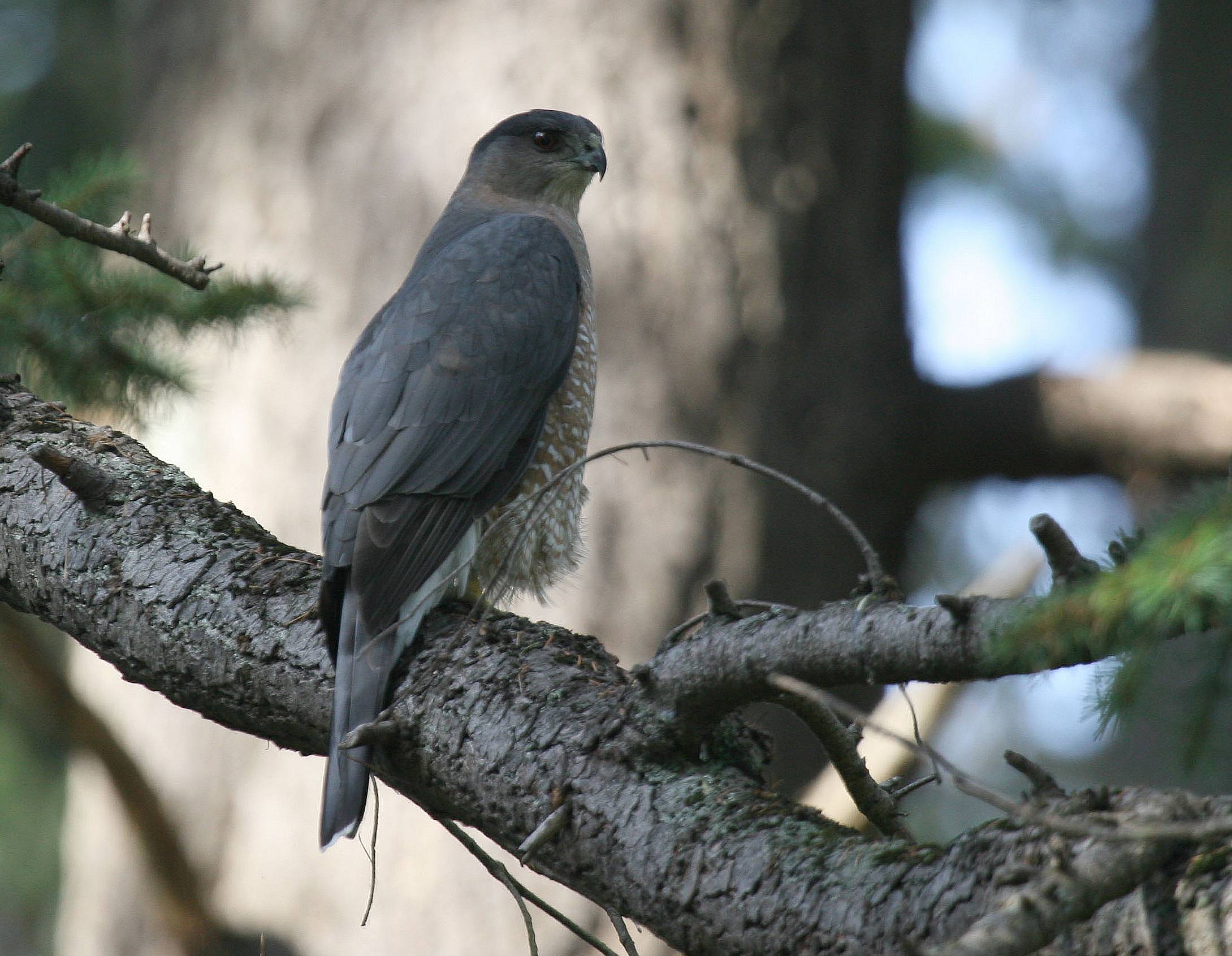 Falcon -  Oct 5 06 - IMG_4848.JPG