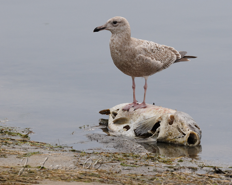 Gull Feeding On Carp