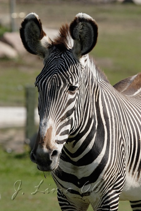 _MG_5055.jpg