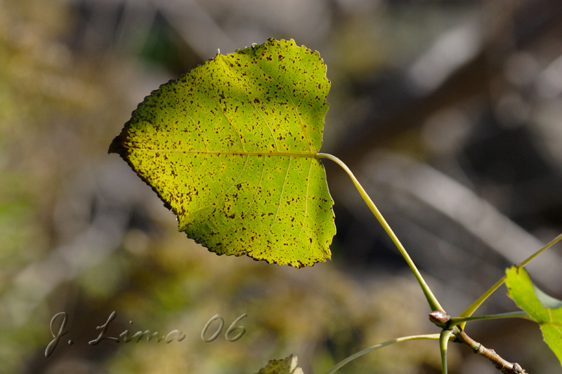 _MG_5592.jpg