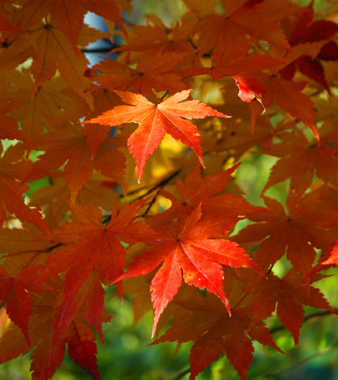 Fall Colours - 1
