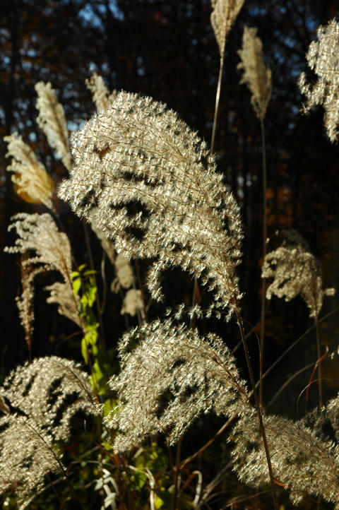 Fall Colours - 3