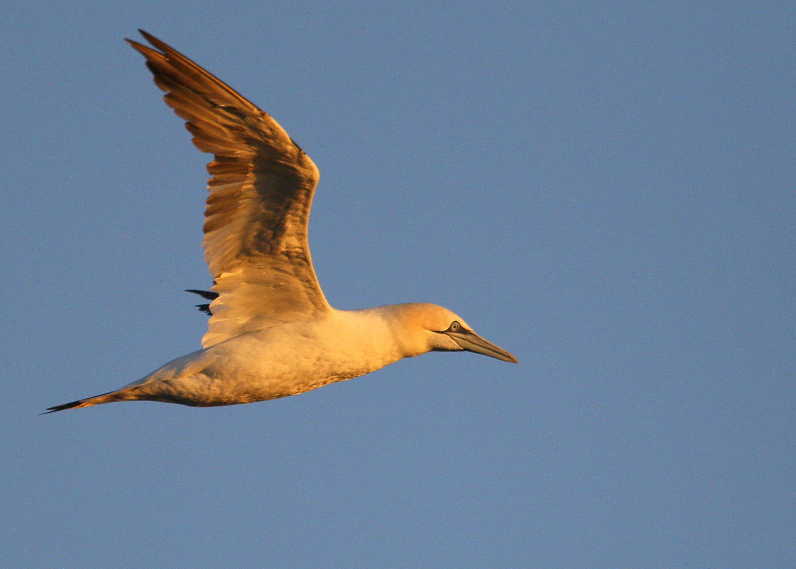 Northern Gannet
