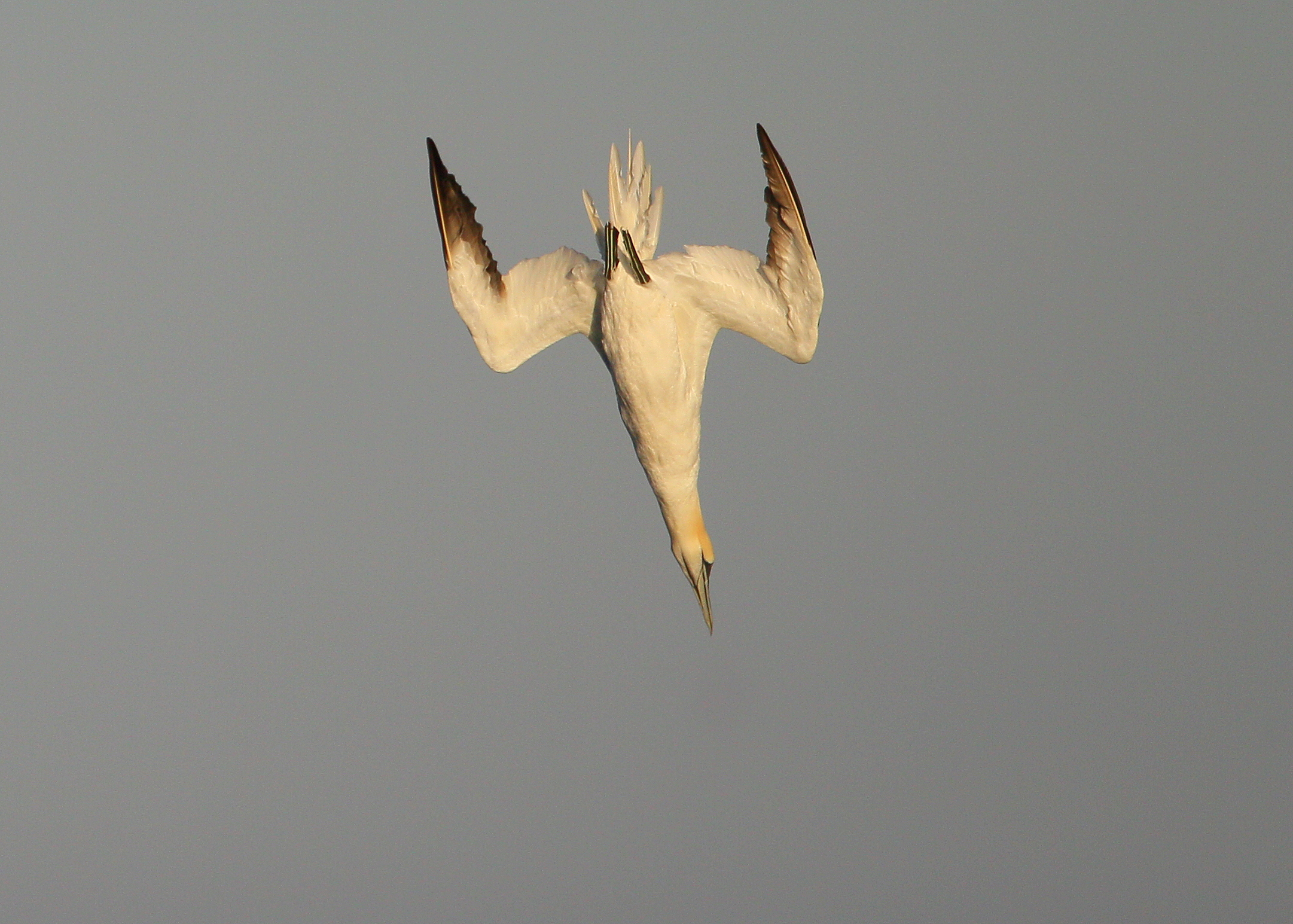 Northern Gannet in dive mode