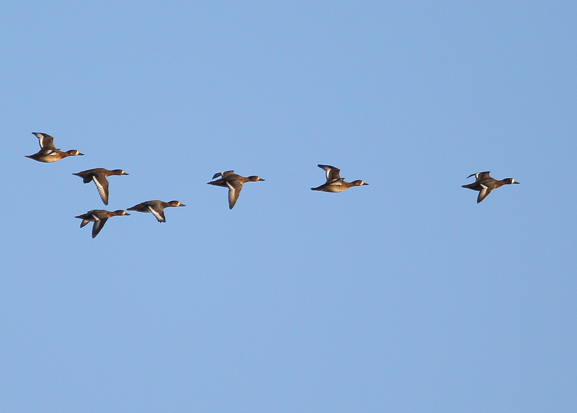 Greater Scaups