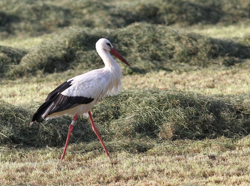 Ooievaar - White Stork