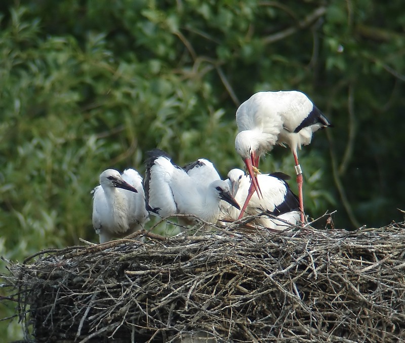 Ooievaars - White Storks