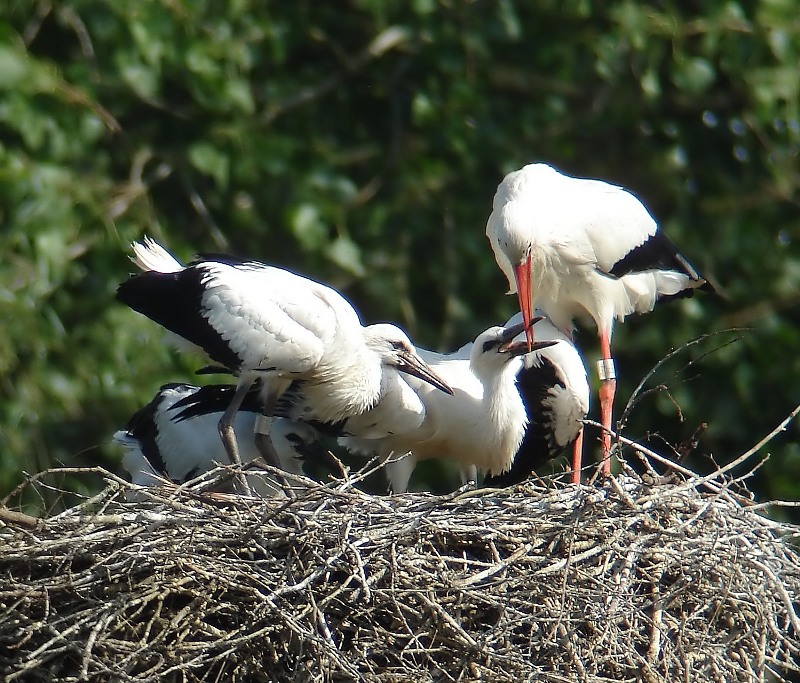 Ooievaars - White Storks