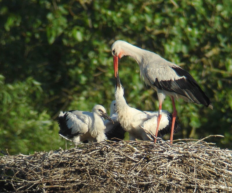Ooievaars - White Storks