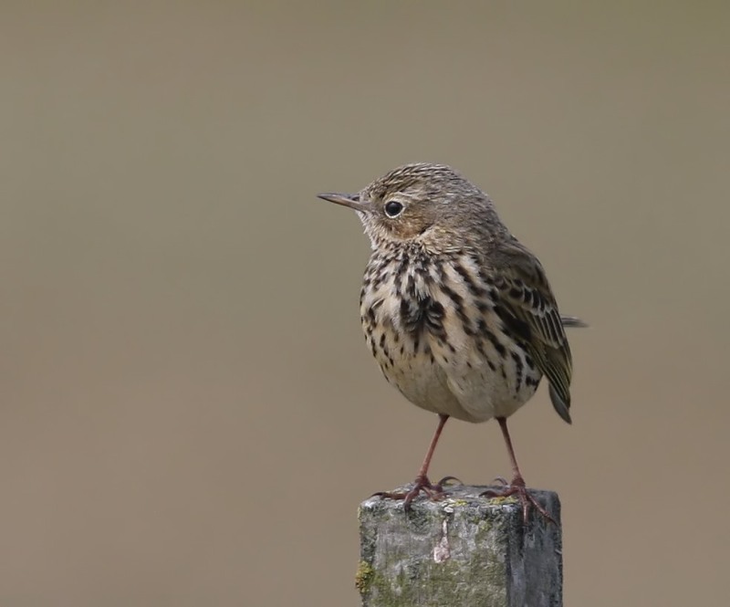 Graspieper - Meadow Pipit