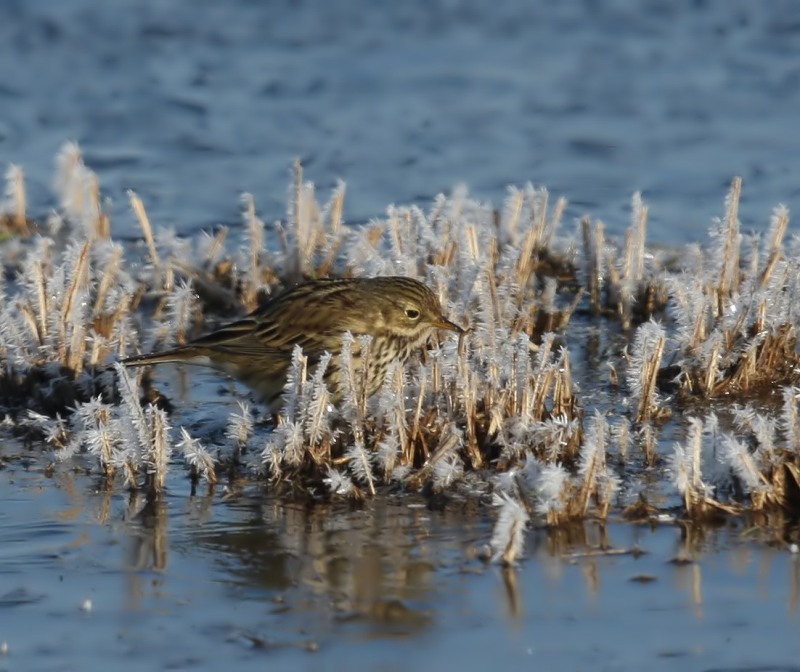 Graspieper - Meadow Pipit