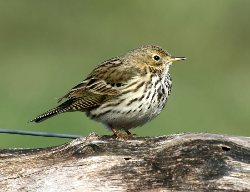Graspieper - Meadow Pipit