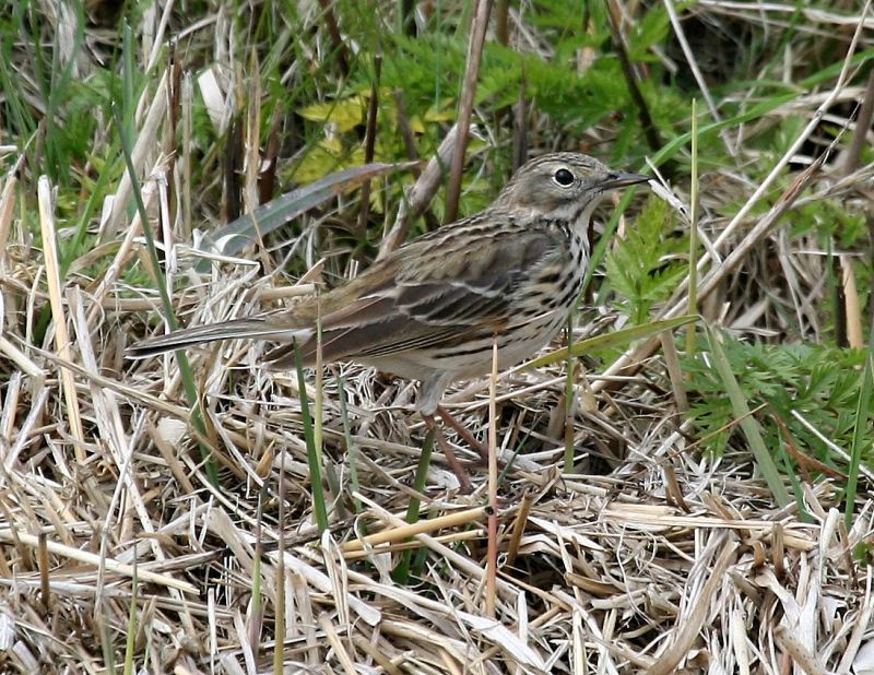 Graspieper - Meadow Pipit