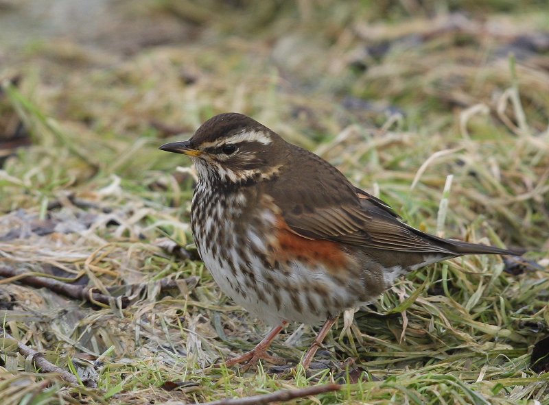 Koperwiek - Redwing