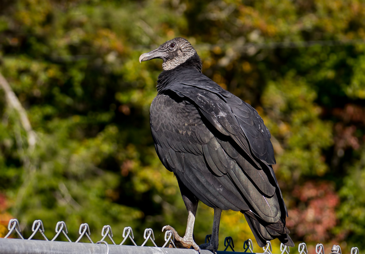 P1000323 Hatchery Vulture