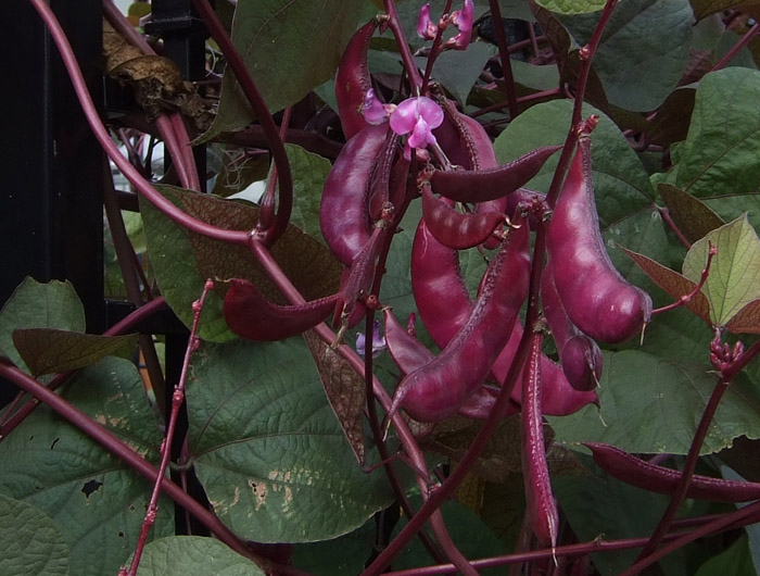 1752 Seed Pods