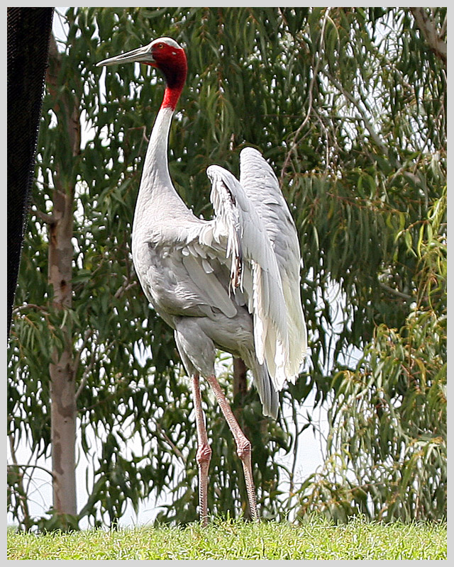 Bird Show (2)