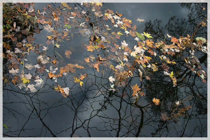 Swamp Reflections