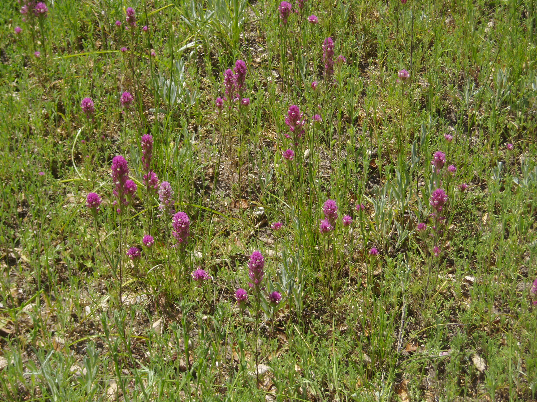 owls clover