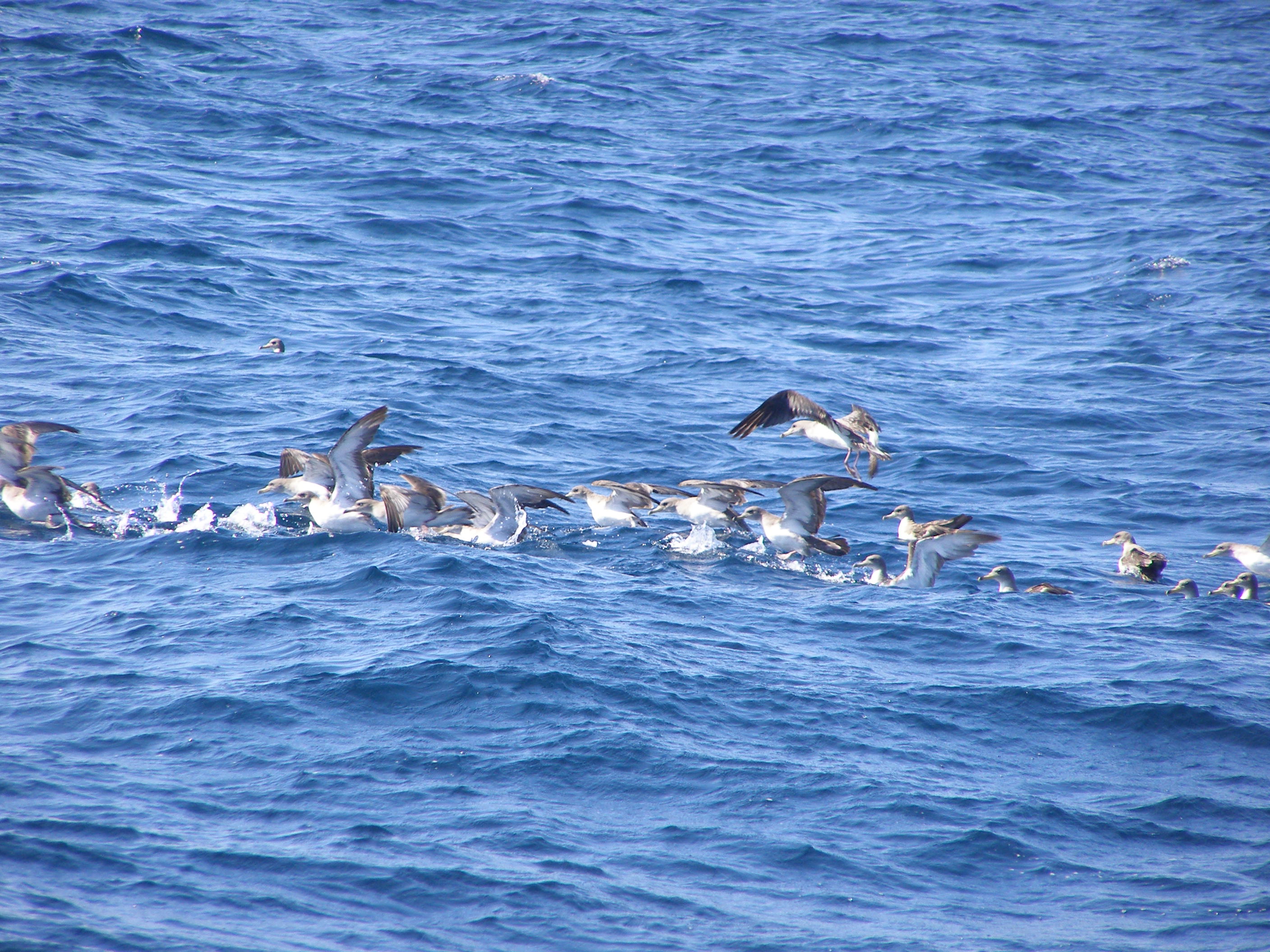 T-Shearwater Corys 9-06k.JPG