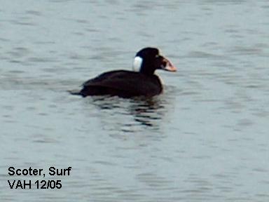 Duck scoter surf JPG