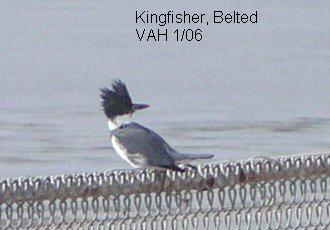 Kingfisher- belted .JPG