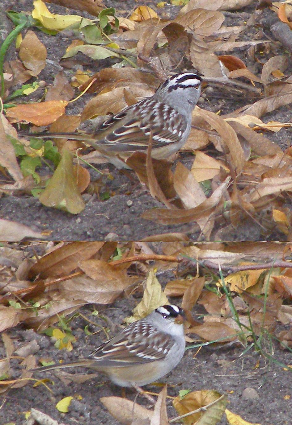 Sparrow White Crowned Chicago Oct 06.JPG