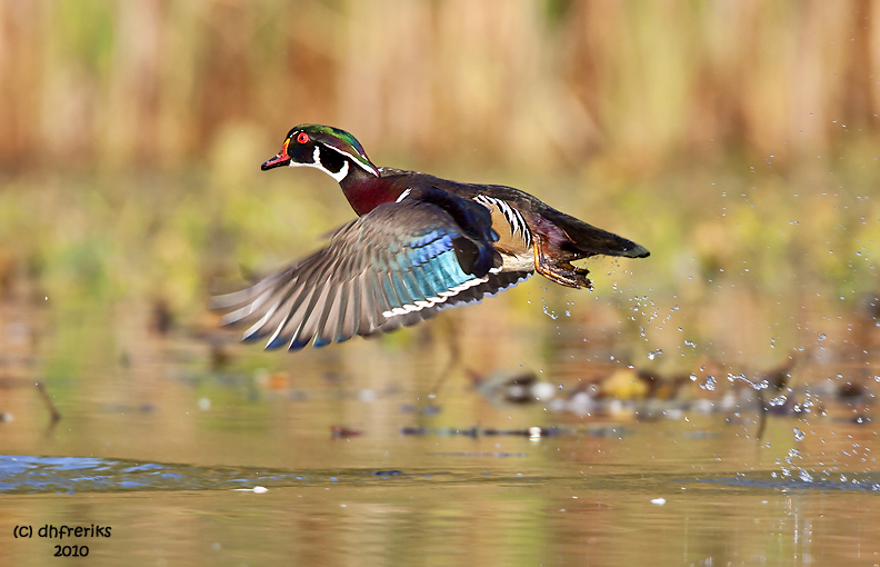 Wood Duck. North Chagrin Reservation, Cleveland OH