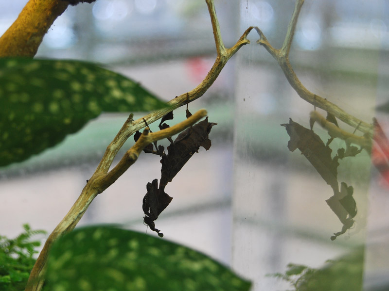 A preying mantis... or a dead leaf?3093