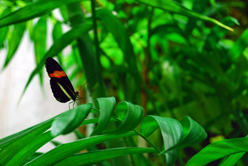 A Postman perches on a palm frond3099