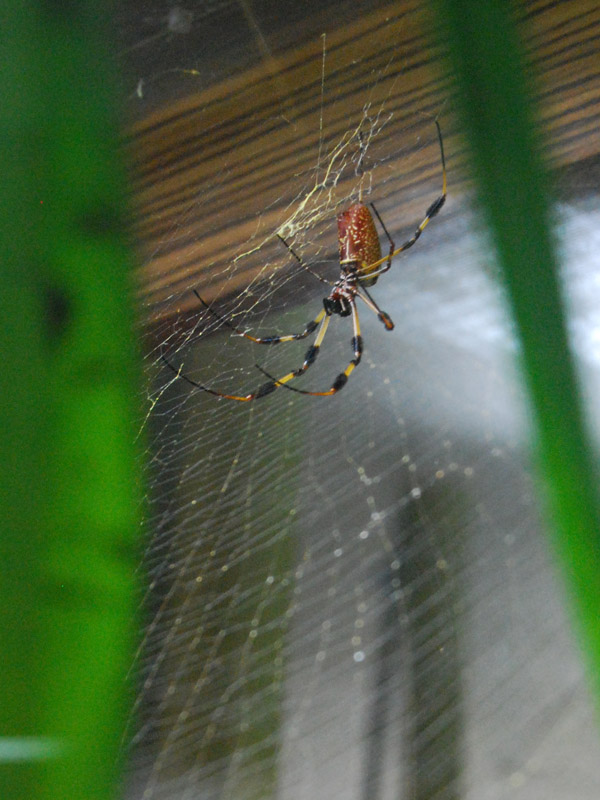 The Orb Weaver in her Web3104